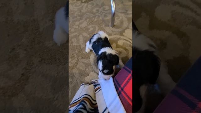 Joy parti male смотреть онлайн