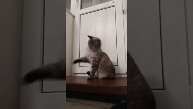 на 70лайков скажу имя кота или кошки *а на 90 лайков сниму видос с другой кошкой)