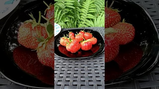 клубника Дивная (Россия )... смотреть онлайн