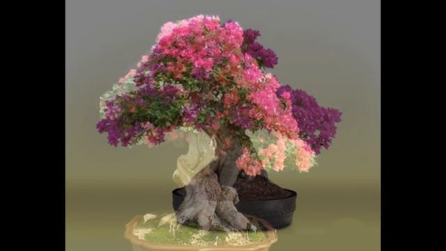 Bonsai Bougainvillea Spectabilis Collection