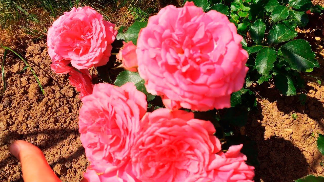 Показываю Свои Розы! Белые, красные и другие!