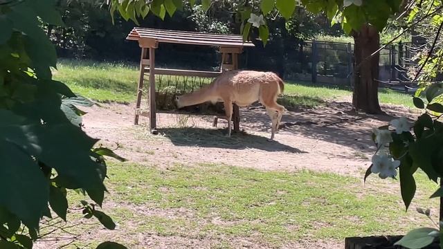 PRAHA ZOO Walking Tour.ЗООПАРК в ПРАГЕ?В МИРЕ ЖИВОТНЫХ. #зоопарк #животные #zooanimals смотреть онлайн