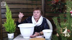 Хвойные растения зимой ? Перезимуют ли хвойники в контейнере?