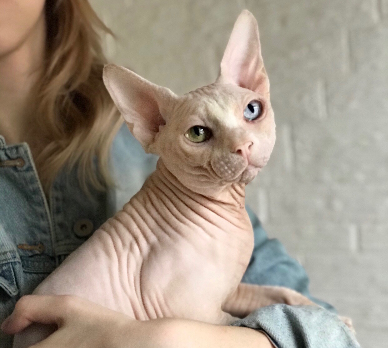 Мой кот Сфинкс ❤️с разным цветом глаз?? Настроения не было для съёмки ??‍♀️