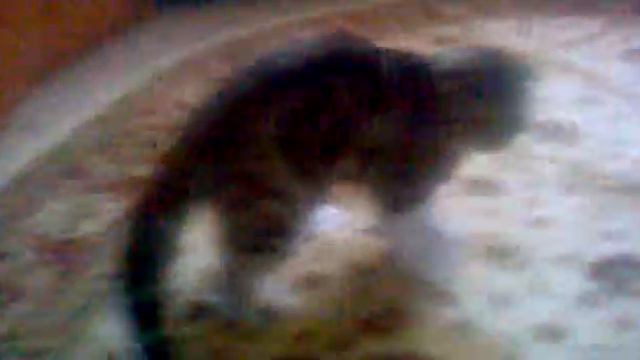 Копия видео Кот буксует)) смотреть онлайн