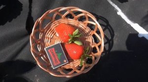 АНТЕА - клубника с качественной ягодой и хорошим вкусом.