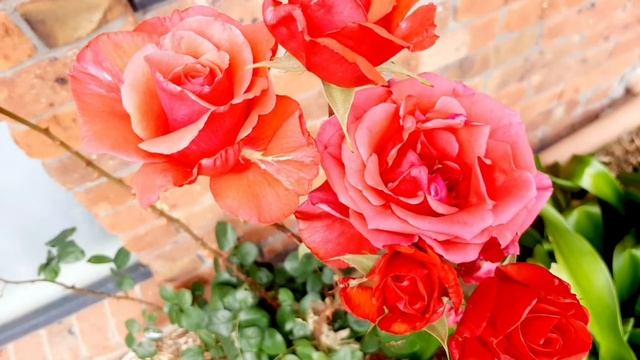 Beautiful roses смотреть онлайн