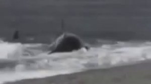 Касатка съела человека  Шокирующее видео !
