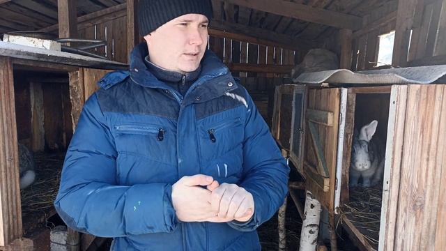 Клеточное содержание кроликов зимой!!! [как кролики переносят морозы на улице!?] смотреть онлайн