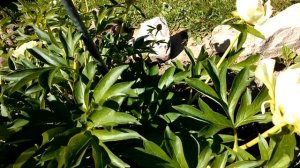 Ито пион Канари Брилльянс.