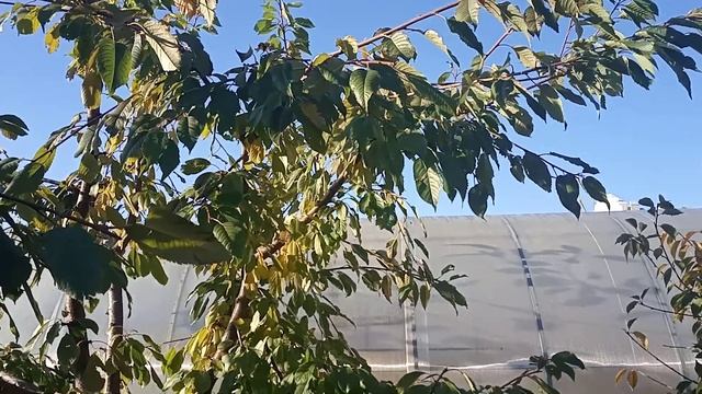 Чем обработать сад осенью?Железный или медный купорос? смотреть онлайн