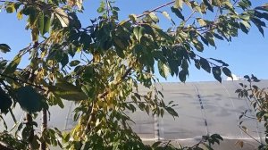 Чем обработать сад осенью?Железный или медный купорос?