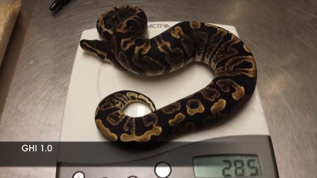 Ball Python моя коллекция !!! смотреть онлайн