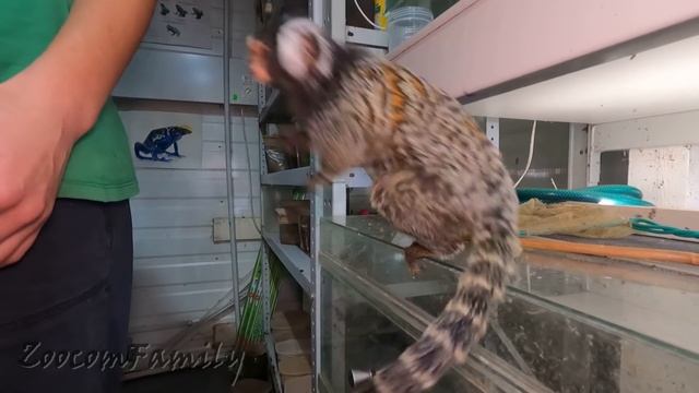 Букашка и спортивный отлов букашек. The little monkey hunts смотреть онлайн