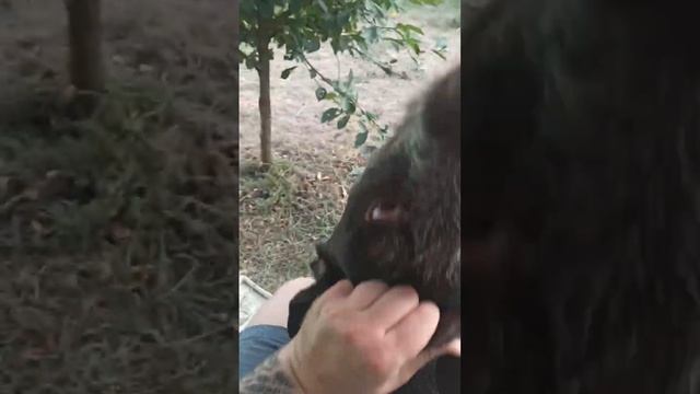 Собачий триптих это не болезнь. Это наслаждение. смотреть онлайн