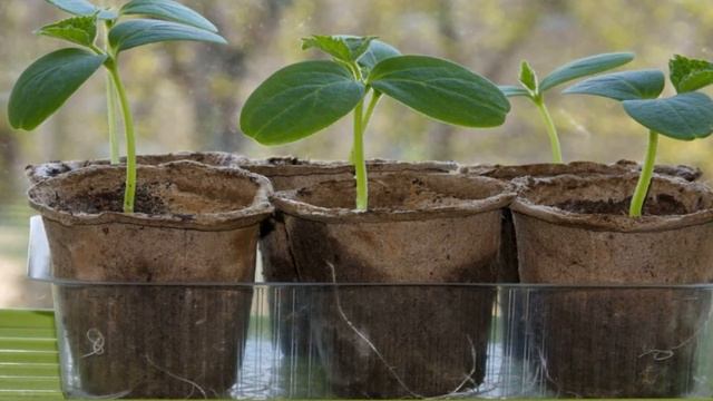 Я ОБАЛДЕЛ! ПРОСТО 1 Капля и Рассада Будет Толстым Крепышом