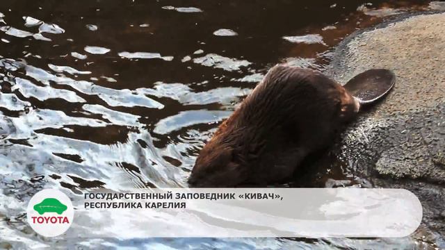 Toyota "Зелёный месяц" смотреть онлайн