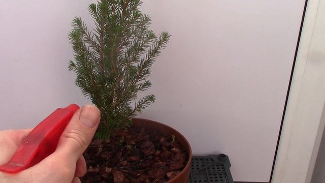 Ель Коника Осыпается и Сохнет! Что делать? смотреть онлайн