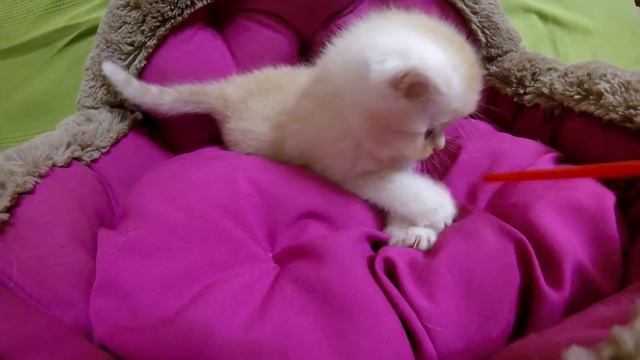 Шотландский котёнок с рыжим окрасом шерсти смотреть онлайн