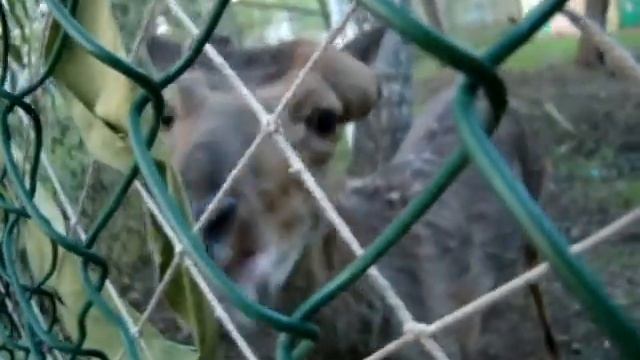 Пятнистый олень сбросил рога смотреть онлайн