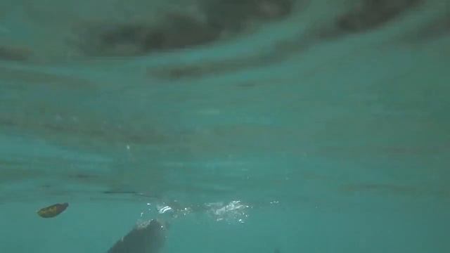 Форель по осени