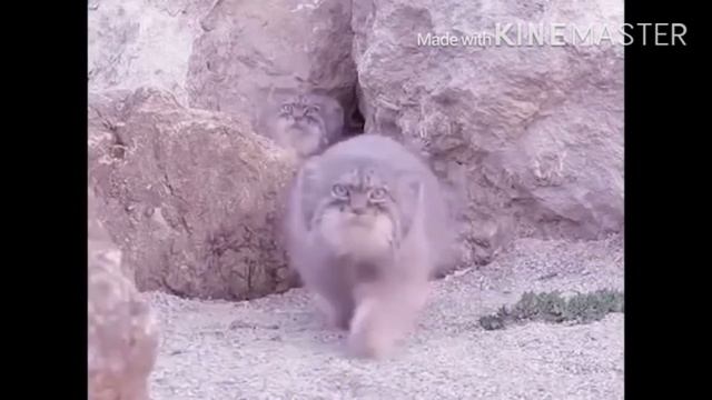 Один манул, два манула...