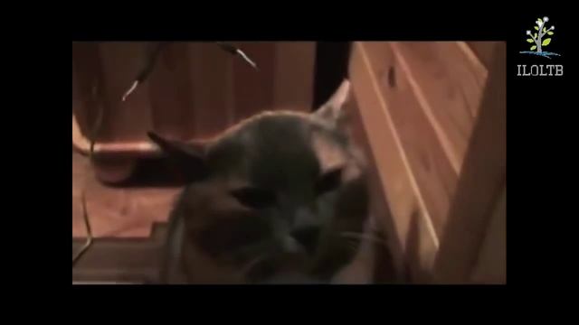 ПРИКОЛЫ - ЗЛОЙ КОТ - СМЕШНЫЕ ВИДЕО смотреть онлайн