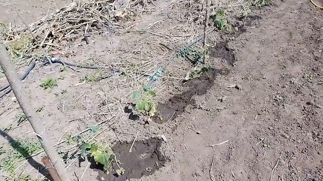 Сажаем перец. Гербицид Гезагард результаты после обработке по петрушки и морковке 31.05.22г. смотреть онлайн