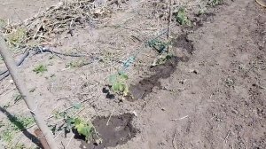 Сажаем перец. Гербицид Гезагард результаты после обработке по петрушки и морковке 31.05.22г.