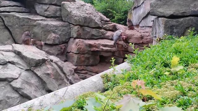 Берлинский зоопарк (Прикол) смотреть онлайн