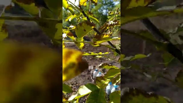 Осенняя обрезка грецкого ореха.#Shorts смотреть онлайн