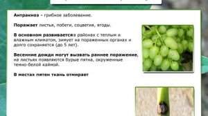 12. Болезни винограда, профилактика и борьба с ними