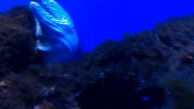 Киевский океанариум. смотреть онлайн