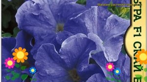 Петуния гибридная крупноцветковая Триумф f1 альба. Краткий обзор, описание характеристик petunia