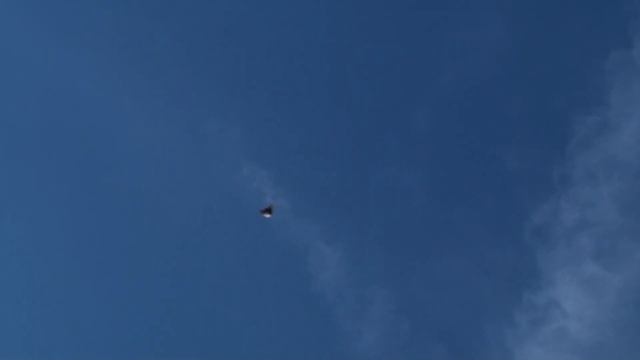 Тренировки голубей. 30. 10.2023. смотреть онлайн