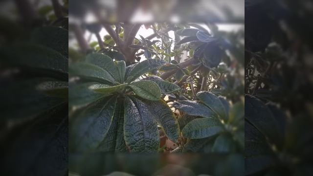 Dorstenia gigas summer 2020 смотреть онлайн