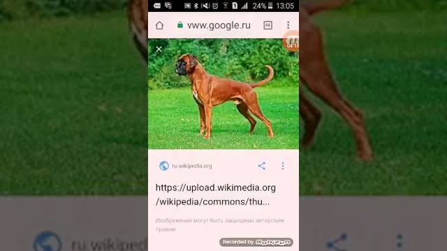 ТОП 10 САМЫХ ЗЛЫХ ПОРОД СОБАК - TOP #1 смотреть онлайн