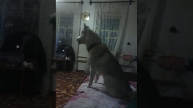 Хаски Элла увидела своё отражение в зеркале смотреть онлайн