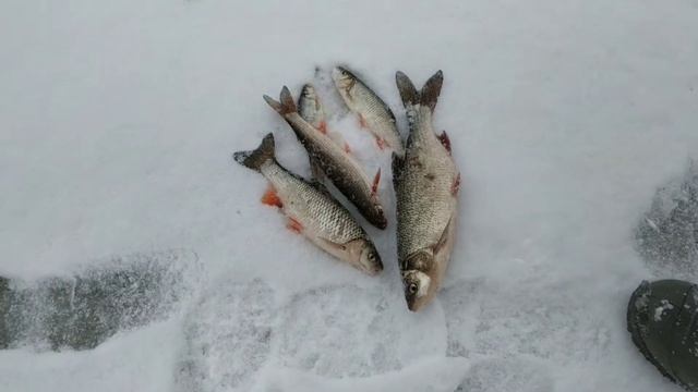 Рыбалка на реке Ока Кексы к чаю смотреть онлайн