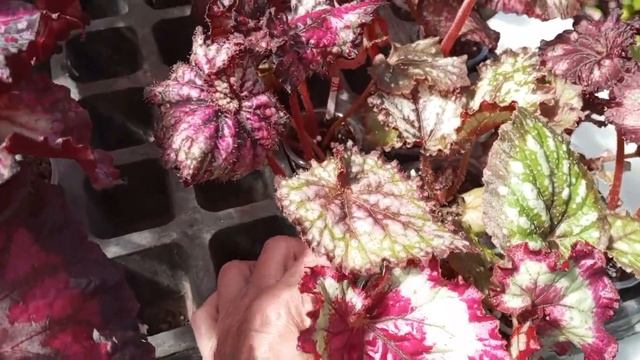 Лиственно декоративная бегония, ещё одна Любовь! смотреть онлайн
