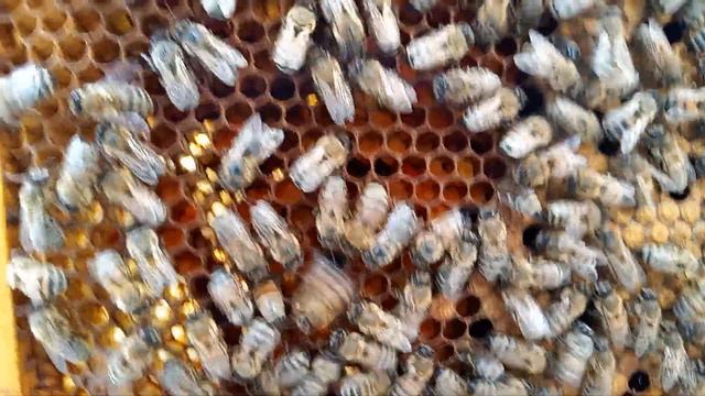 Виляющий танец пчелы смотреть онлайн