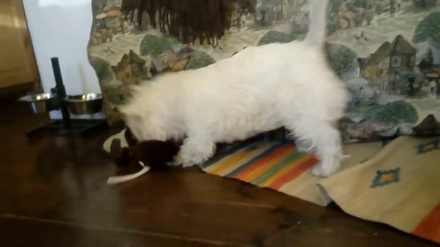 Учимся давить крыс смотреть онлайн