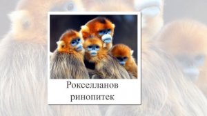 Животные Азии. Презентация для детей Развивающие карточки для малышей.