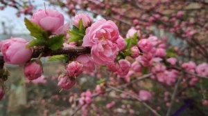 ЧАРУЮЩАЯ КРАСОТА. ЛУИЗИАНИЯ. МИНДАЛЬ ТРЕХЛОПАСТНОЙ