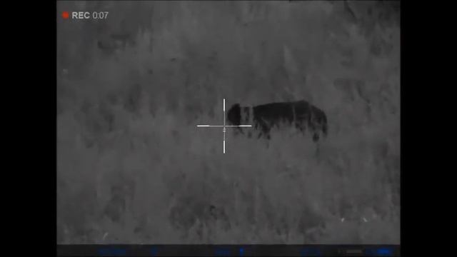 Охота на кабана,с прицелом Диджекс N455 смотреть онлайн