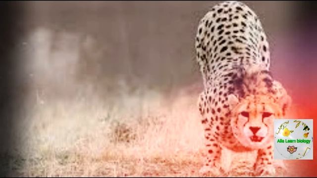 Гепард-самое быстрое сухопутное животное в мире.