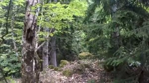 Странник Артур   Дикарём в Абхазию Озеро Рица, 3 cерия 01