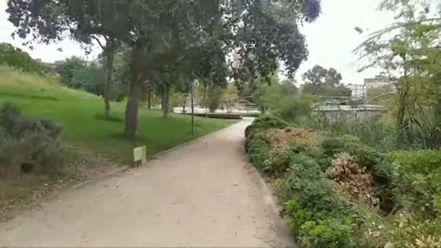 Дикие Птицы В Городе смотреть онлайн