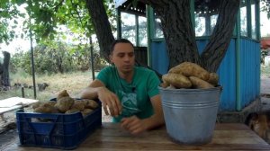 ТАКОГО КАРТОФЕЛЯ ВЫ ЕЩЁ НЕ ВИДЕЛИ!!! /  СУПЕР УРОЖАЙНЫЕ СОРТА КАРТОФЕЛЯ