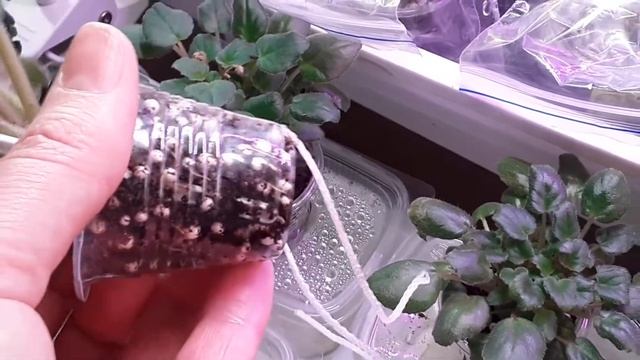 ФИТИЛЬНЫЙ ПОЛИВ . МОЙ ОПЫТ.